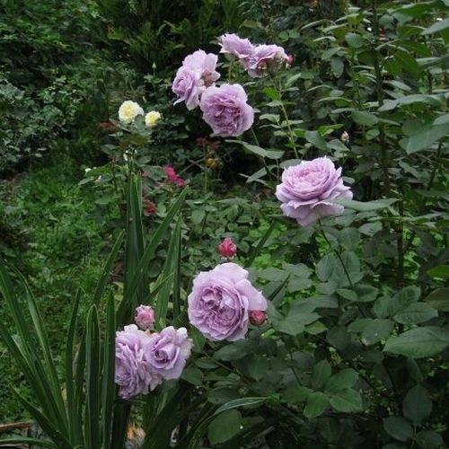 Levandule - fialová - Stromkové růže s květy anglických růží - stromková růže s rovnými stonky v koruně